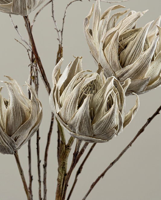 Dried Bloom Stem, close-up detail showing texture and material
